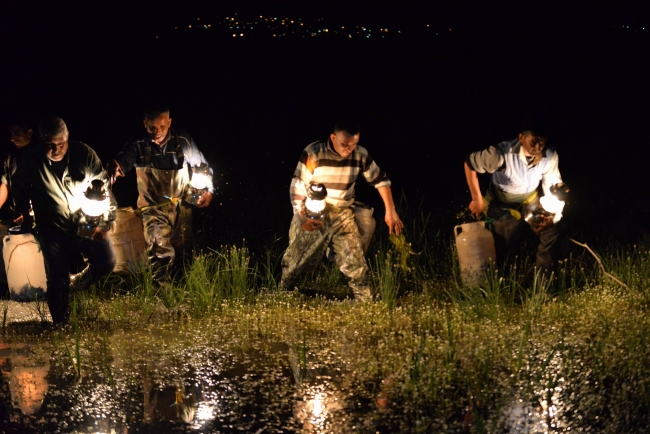 Kayseri'de 5 ayda 26 bin 300 kilo kurbağa yakalandı